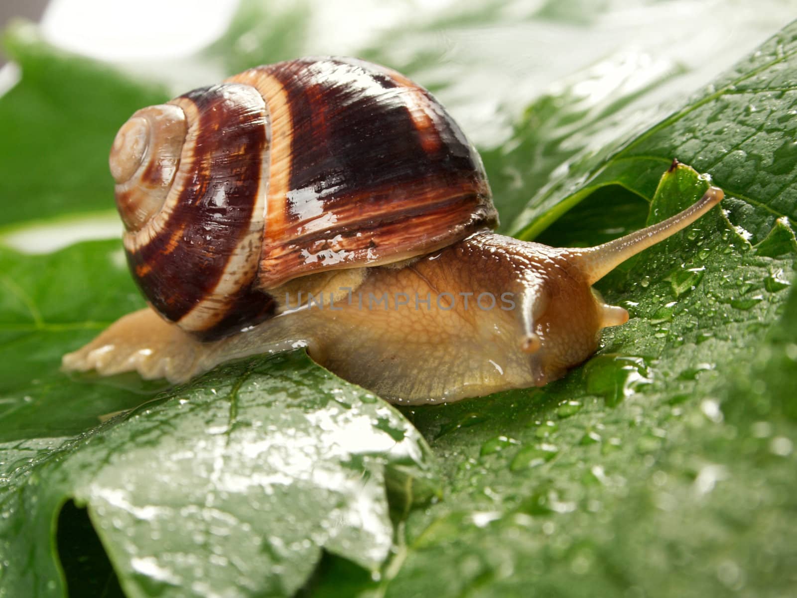 Snail by Goruppa