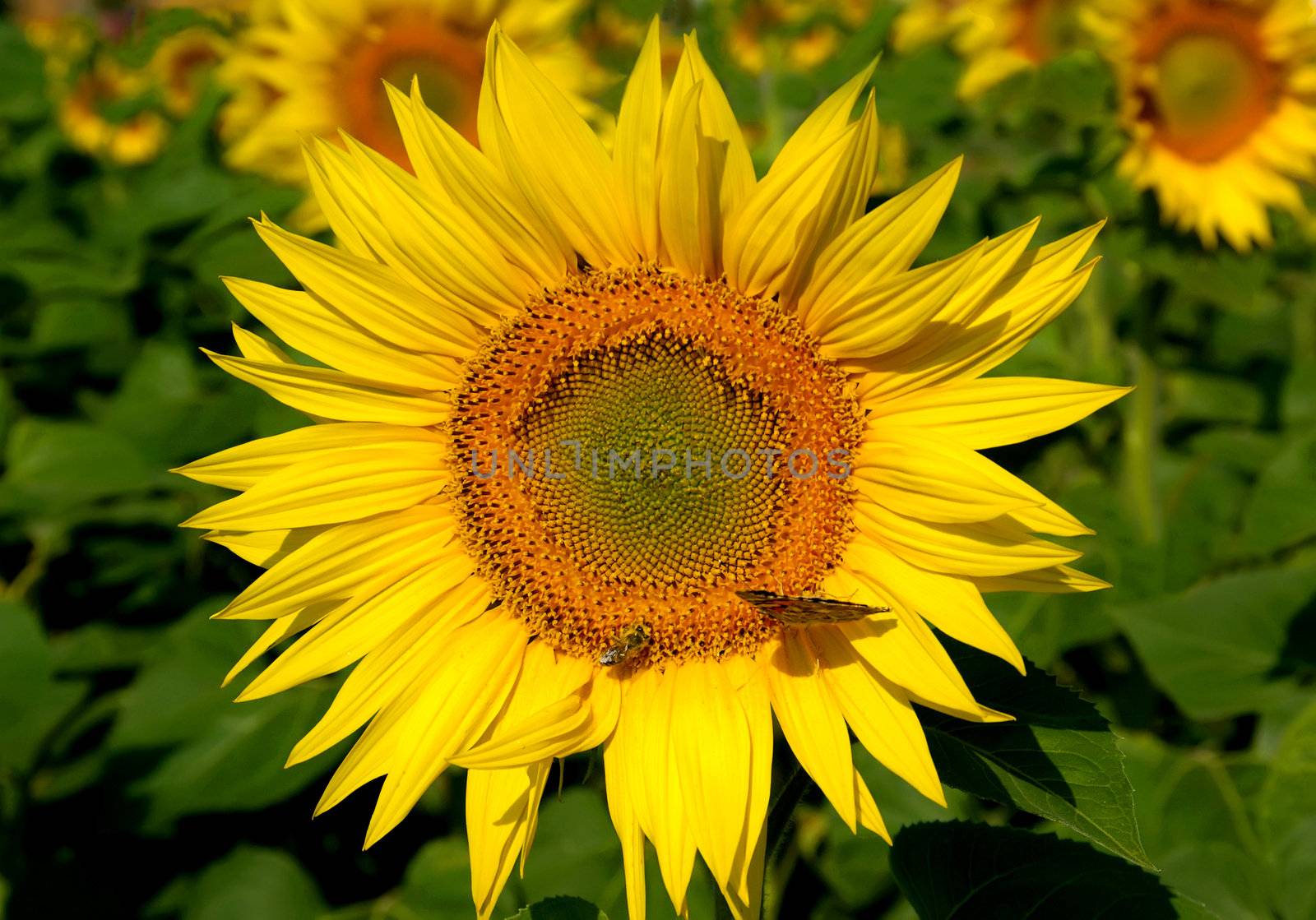 yellow sunflower with butterfly and bee in the field
