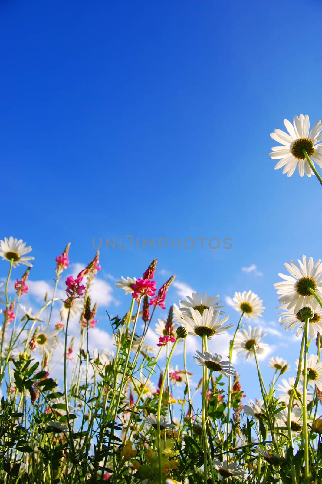 flowers on meadow in summer from below and blue sky