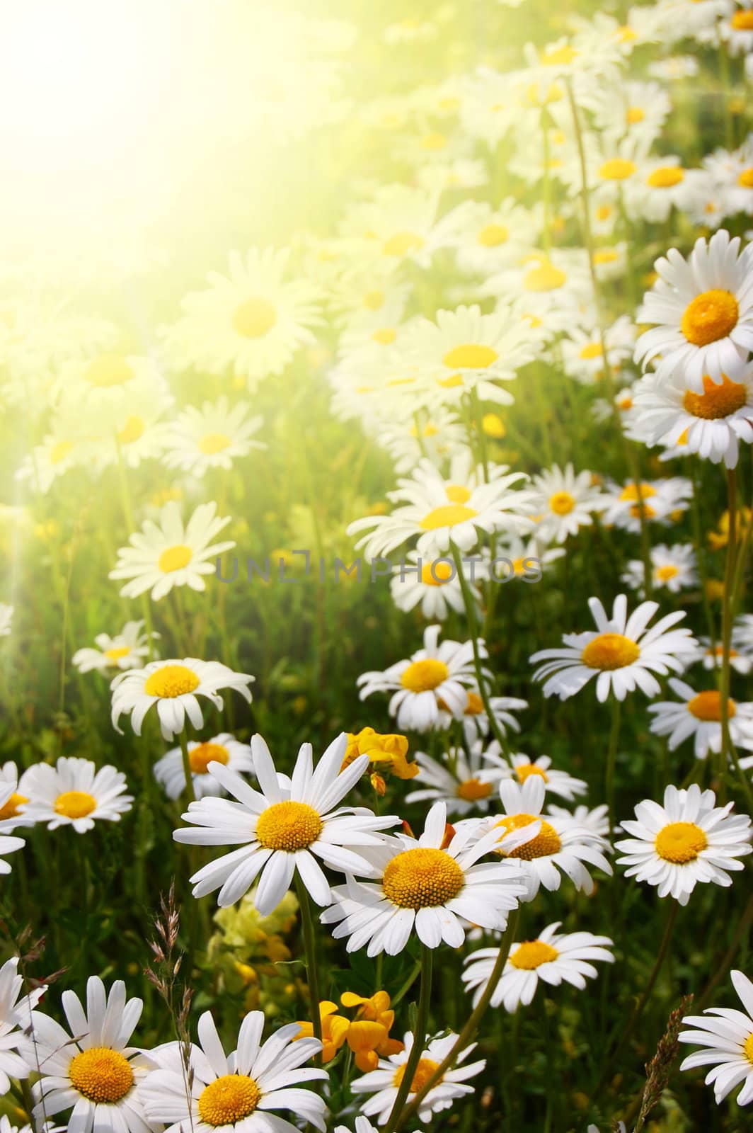 daisy flowers on a sunny summer field