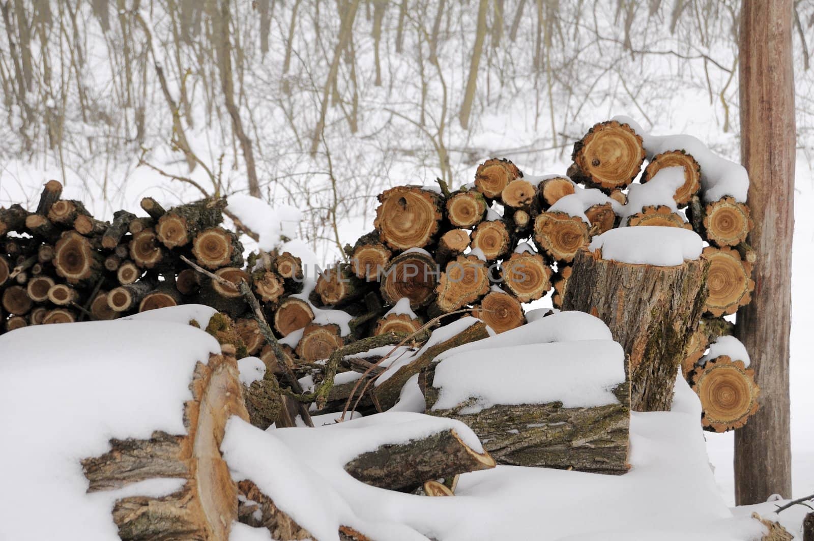 firewoods by kasim