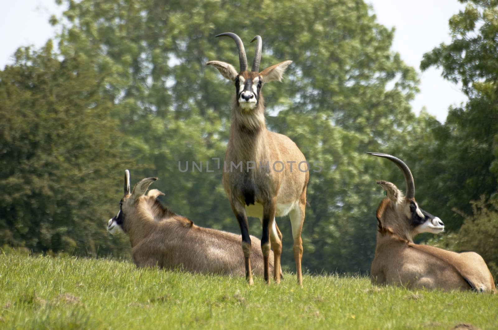 The rare Roan Antelope in awildlife park in England