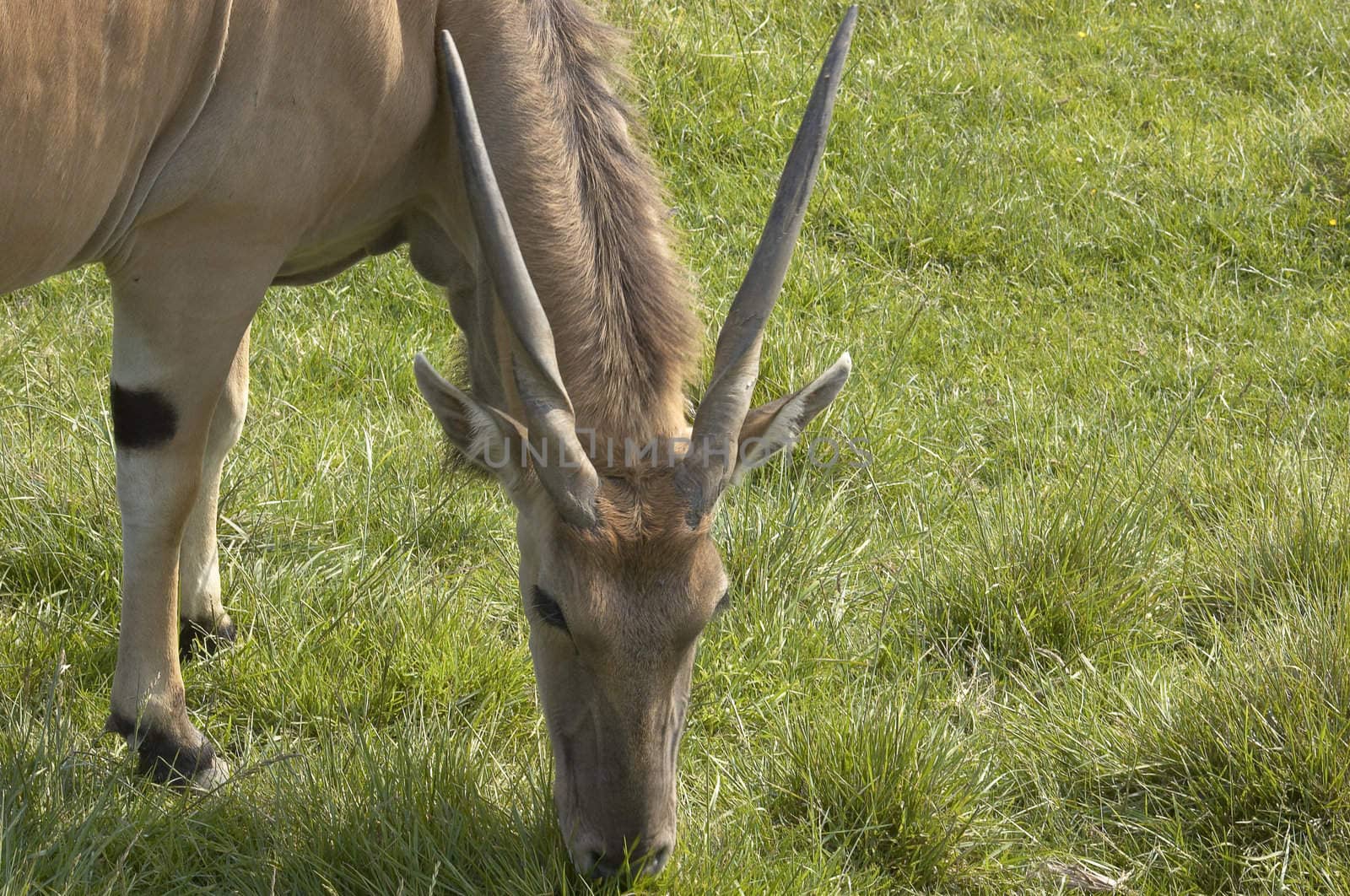 Eland antelope by mbtaichi