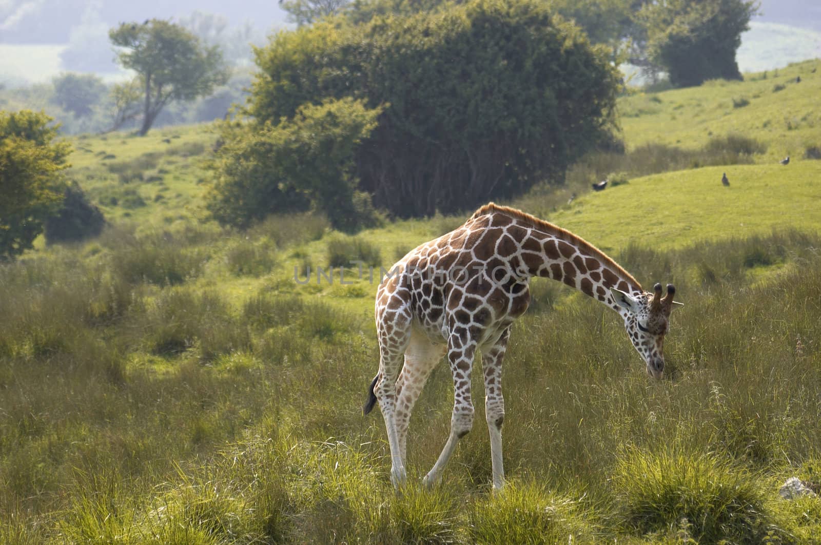 A Giraffe feeding on the grass in wildlife park in England