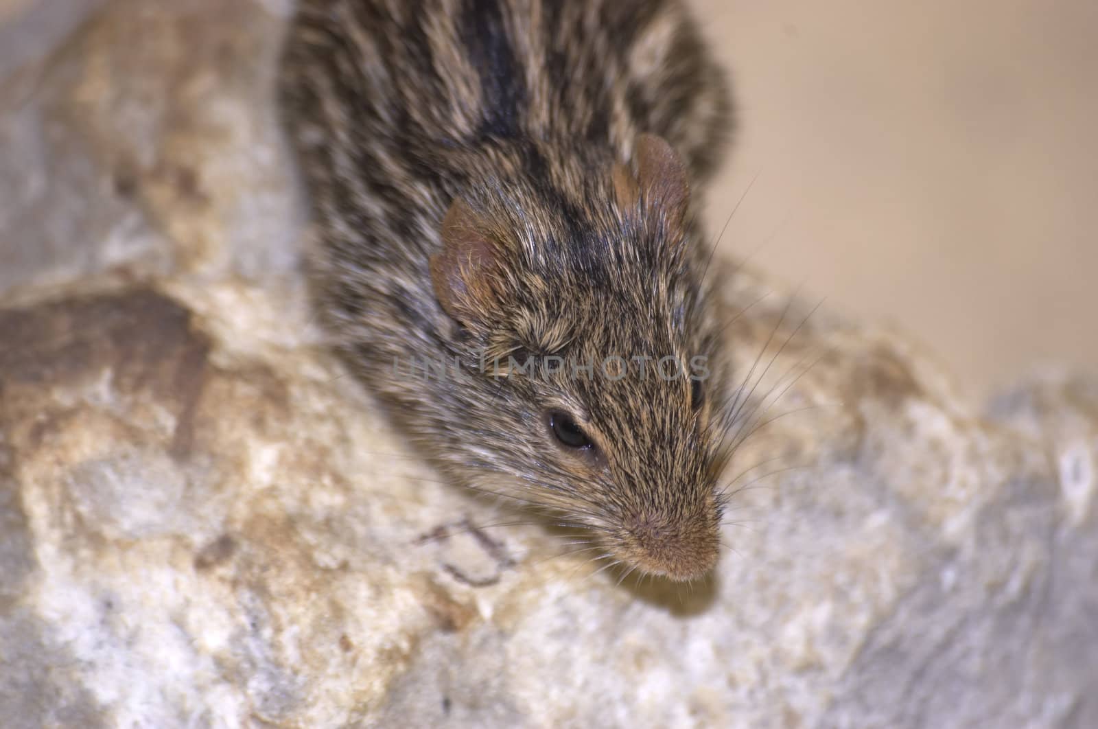 A captive stripped mouse at the zoo