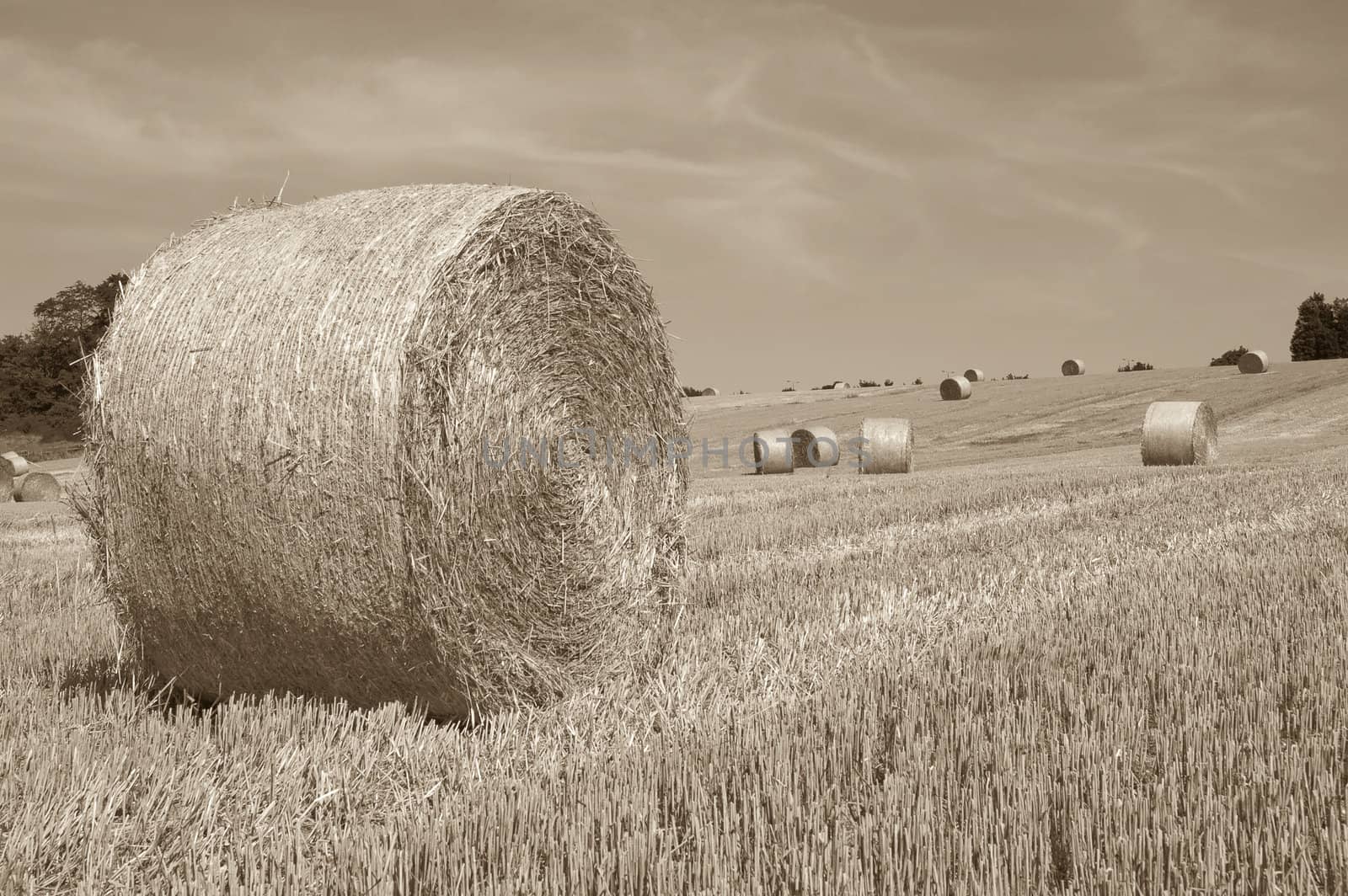 summer landscape with hay balessepia toned