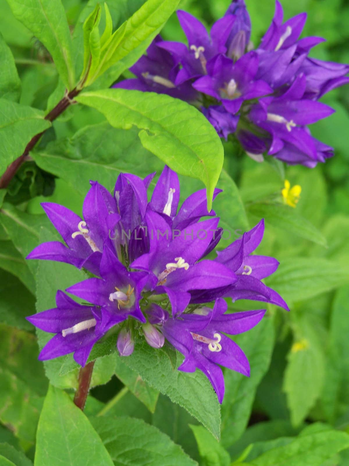 Close up of the  purple campanula blossoms.