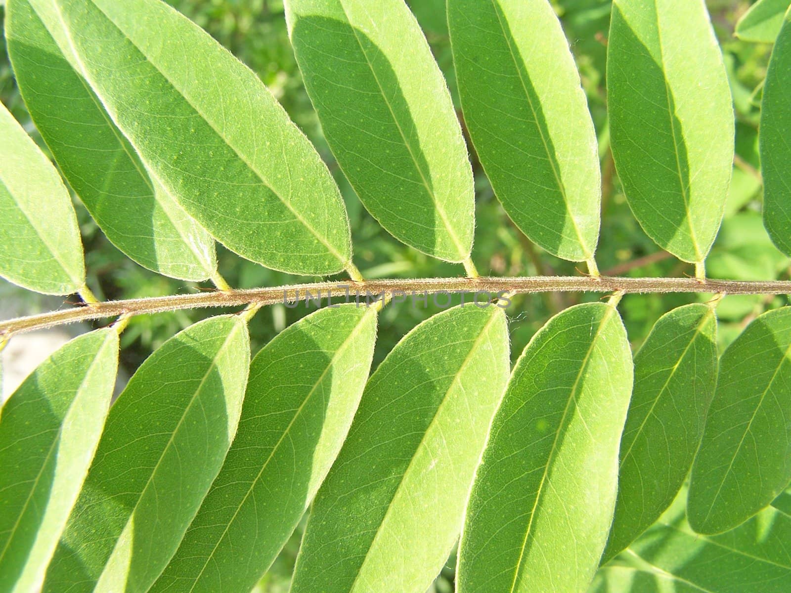 Close up of the acacia leaves.