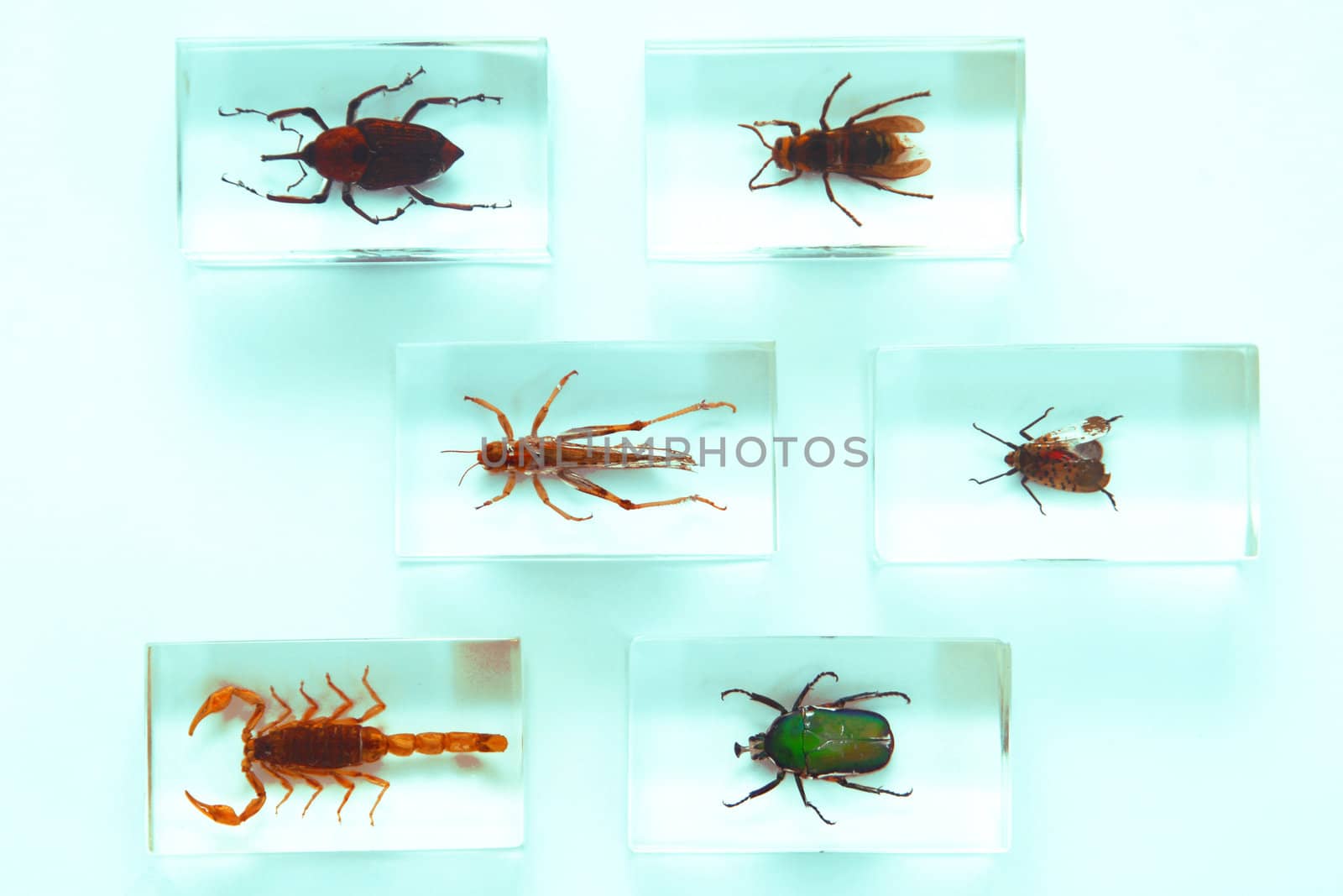Collection of insects by Yaurinko