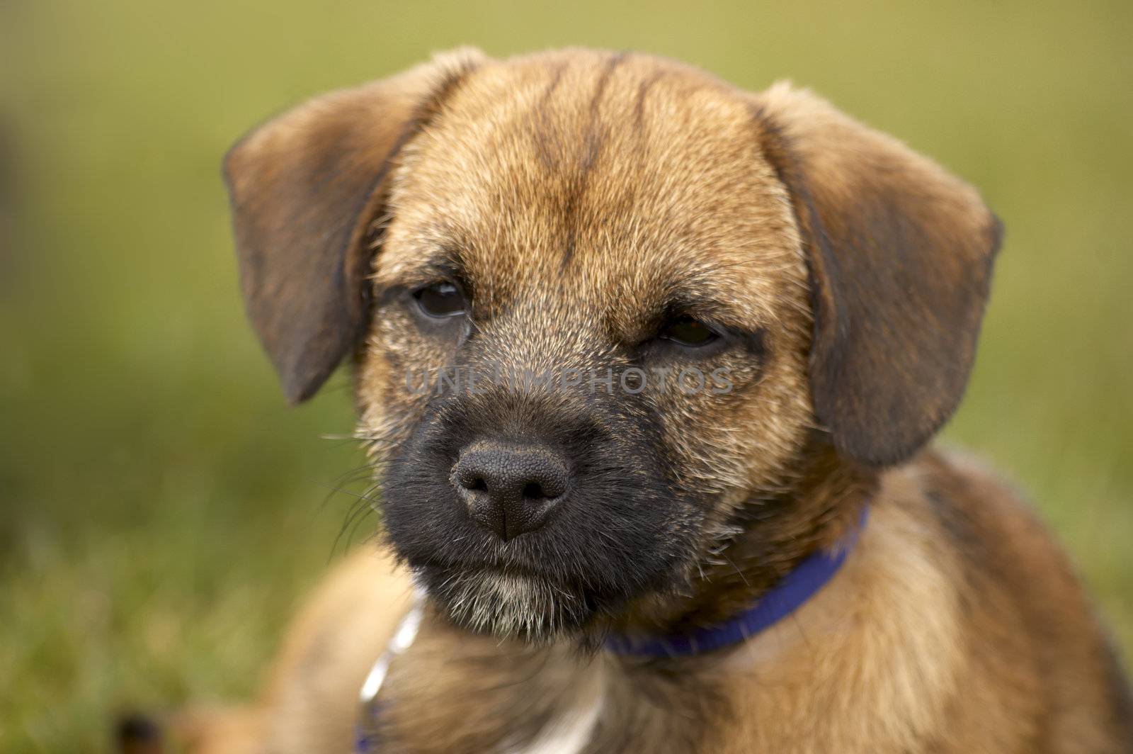 A very cute border terrier puppy