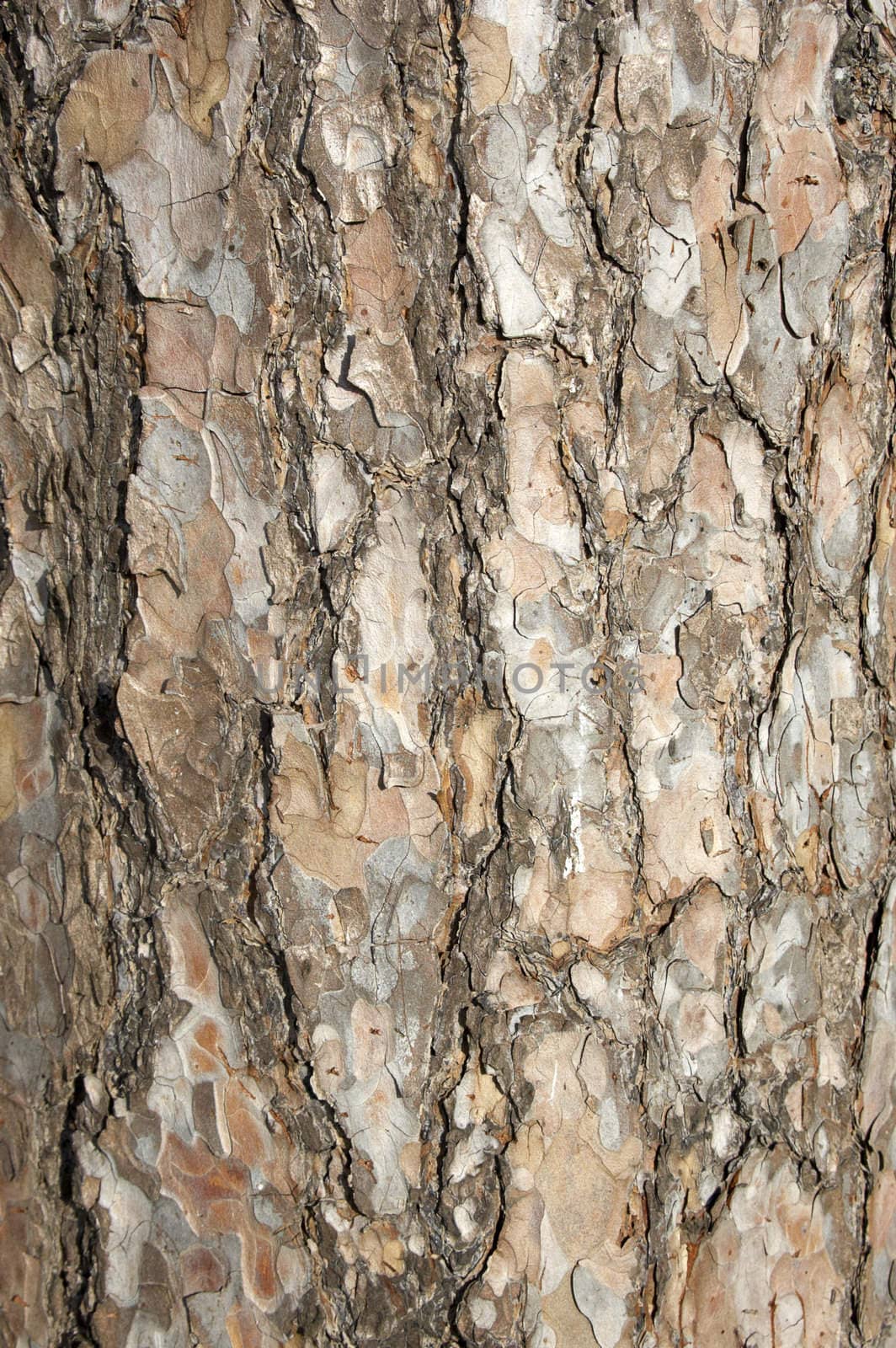 A close up view of tree bark