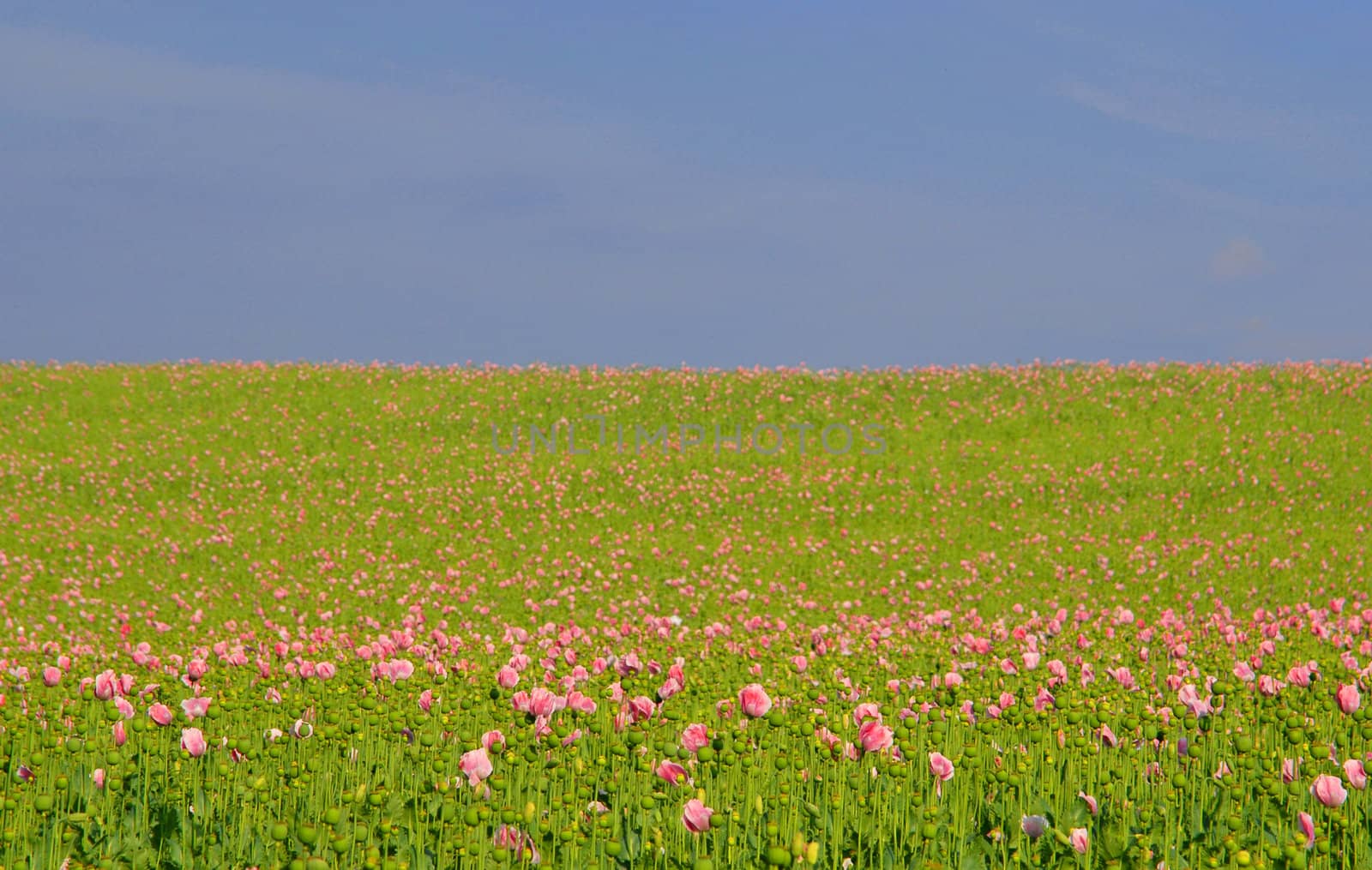 Poppy field by Yaurinko