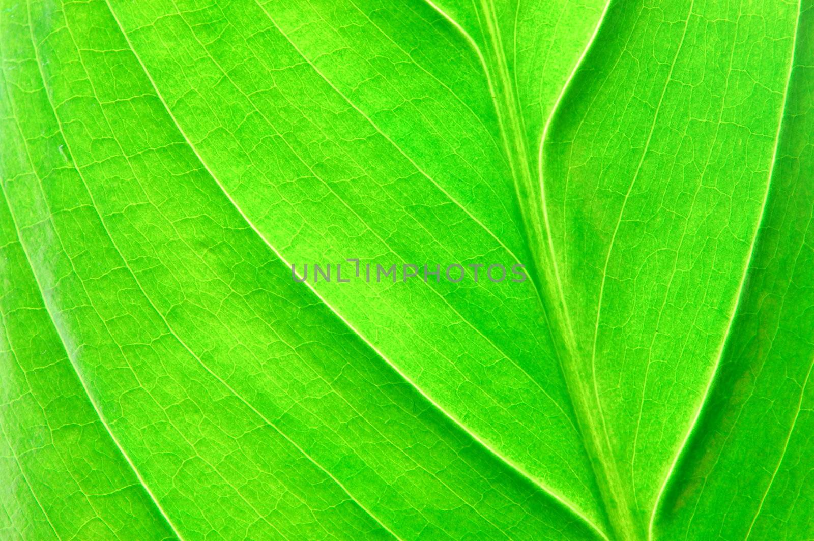 texture or structure of a green leaf