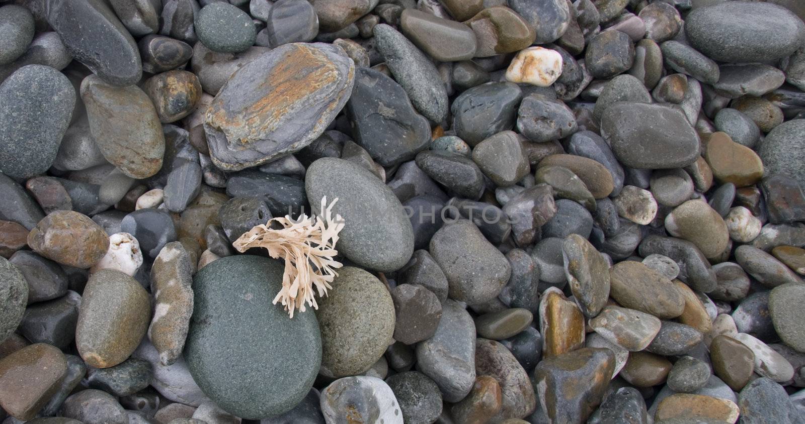 Pebbles and seaweed by groomee