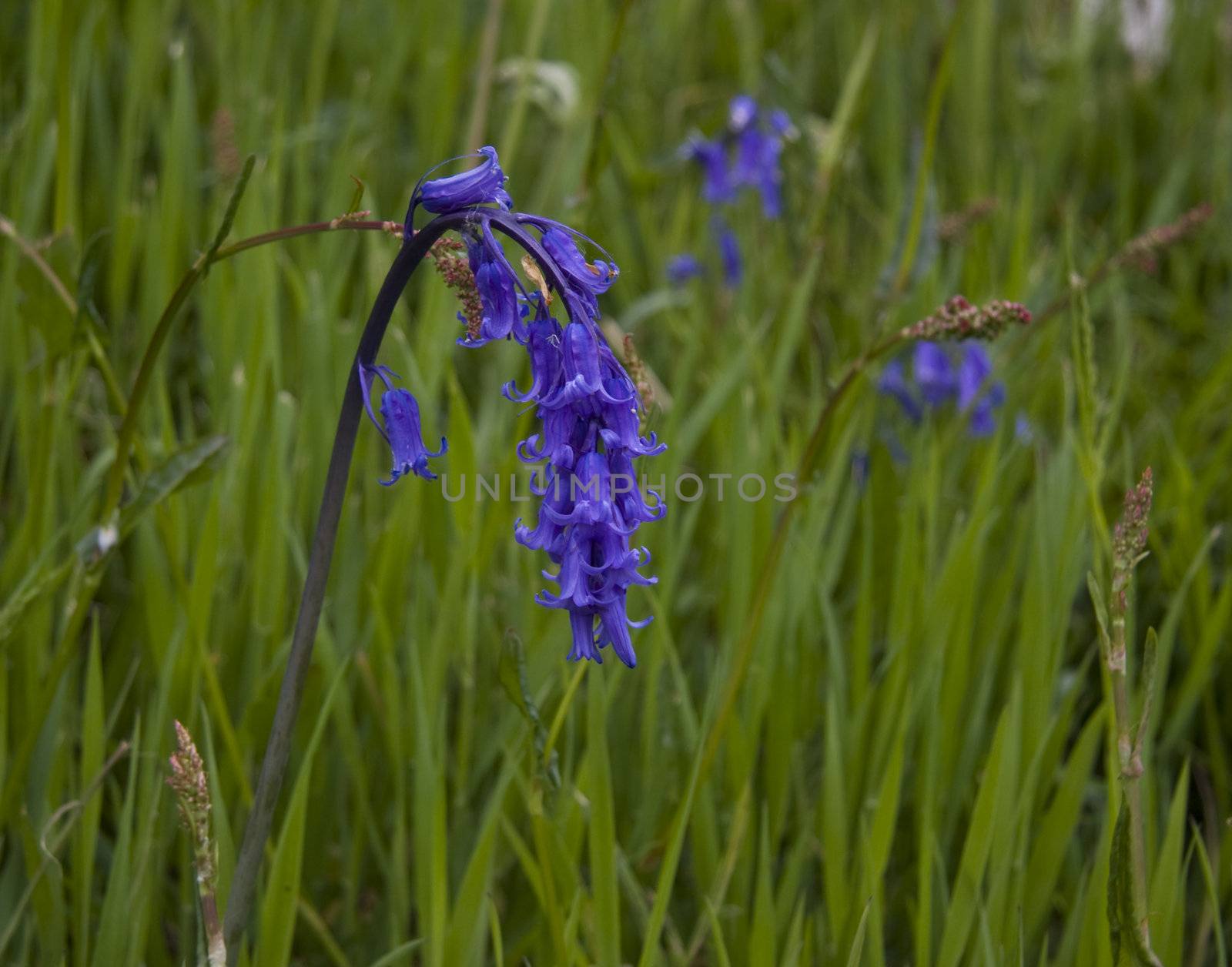 A beautiful bluebell flower weighted down by blooms.
