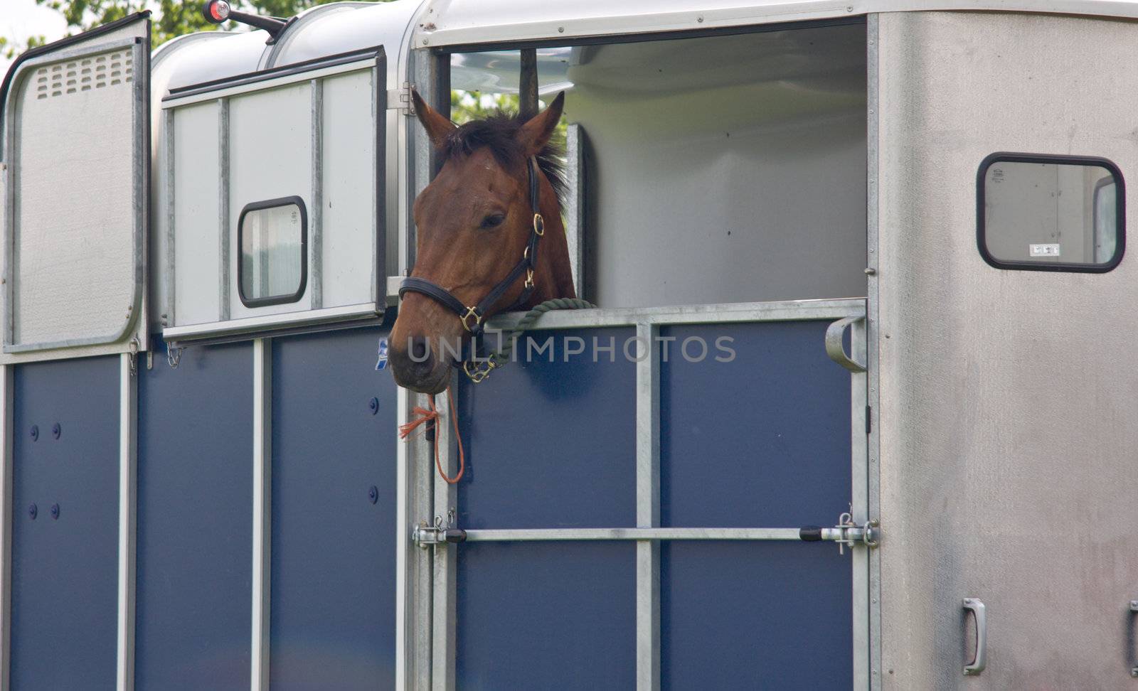 Horse looks out of the trailer after being loaded for the journey home.