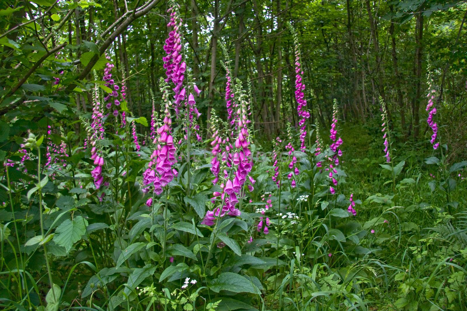Wild foxgloves growing in a wood in Shropshire.