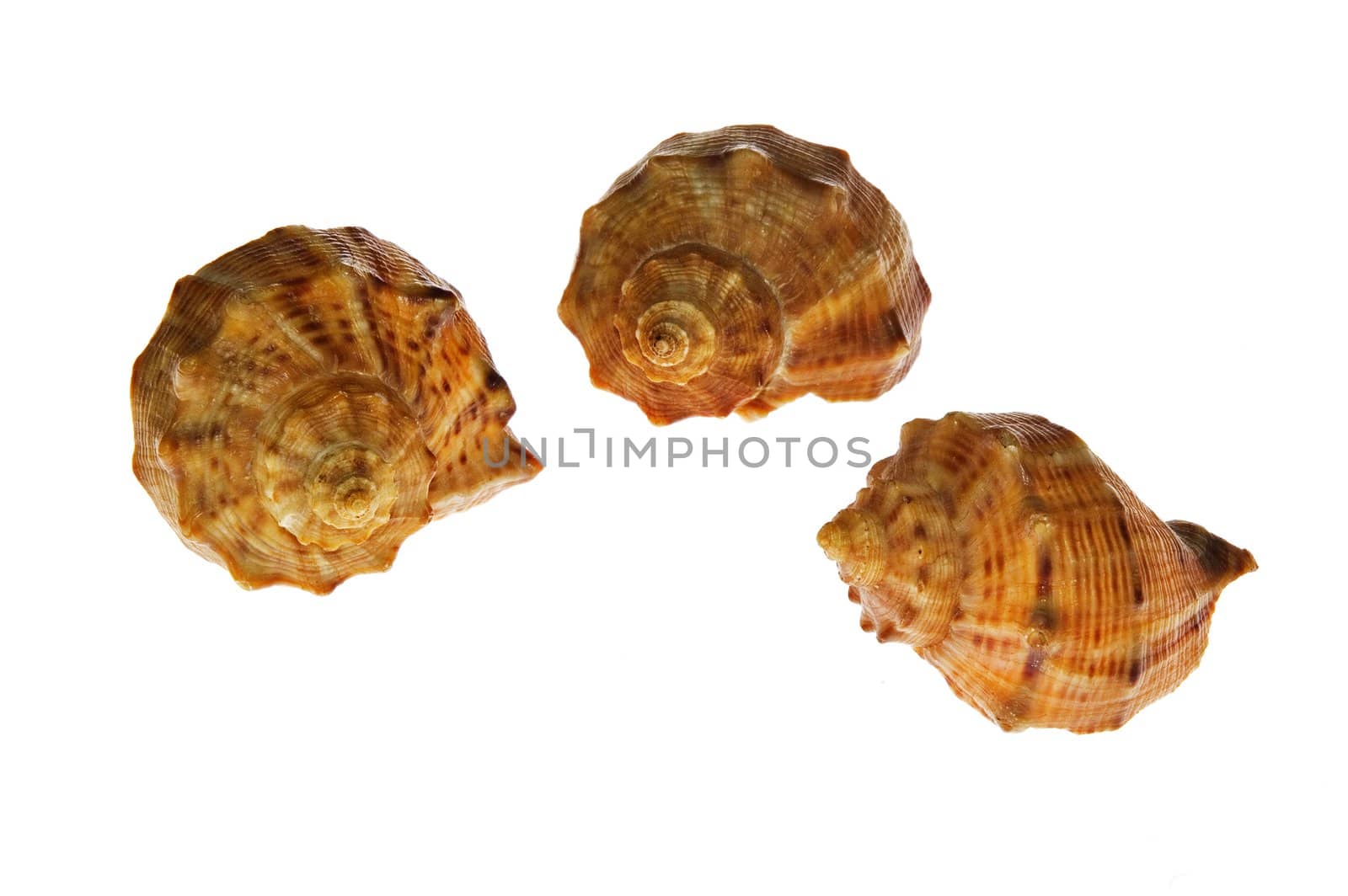 Shells by Michalowski