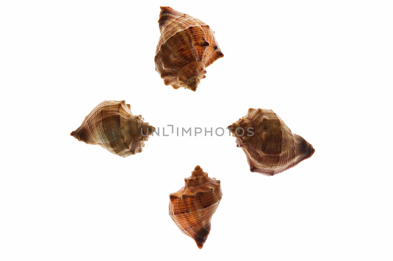 Four shells on white background