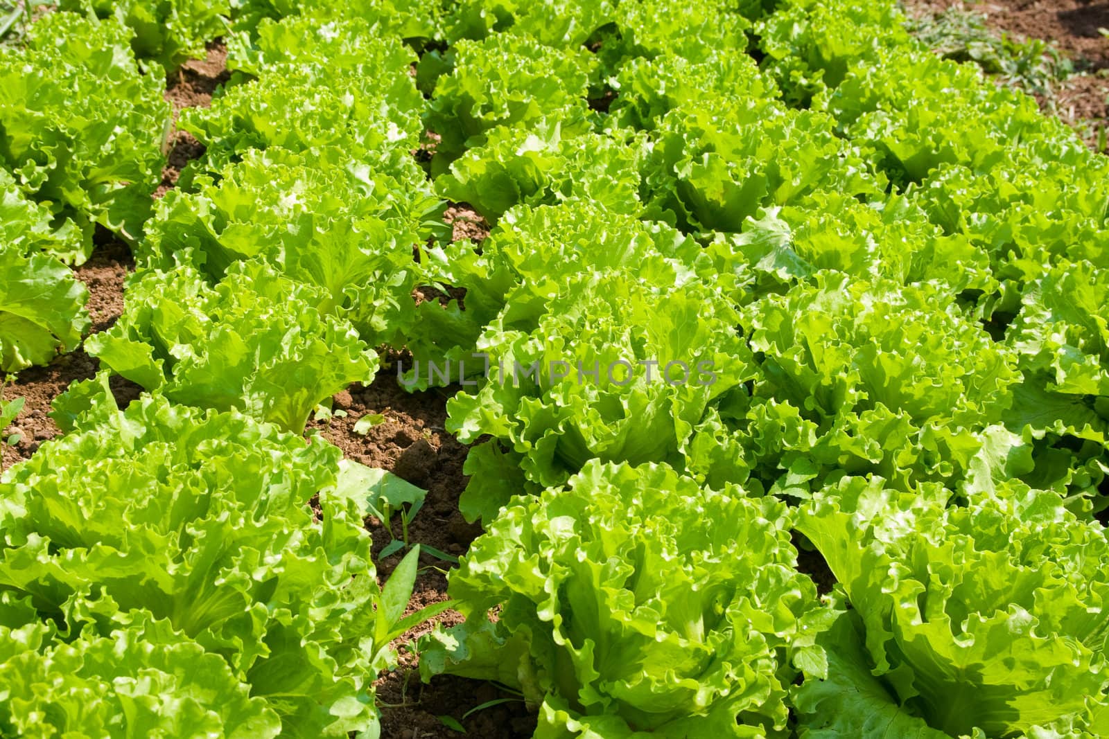 Healthy home lettuce in rows in garden.
