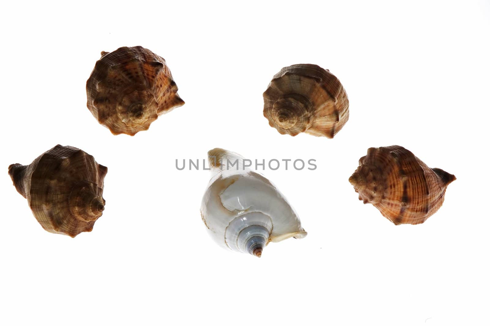 Five shells on white background
