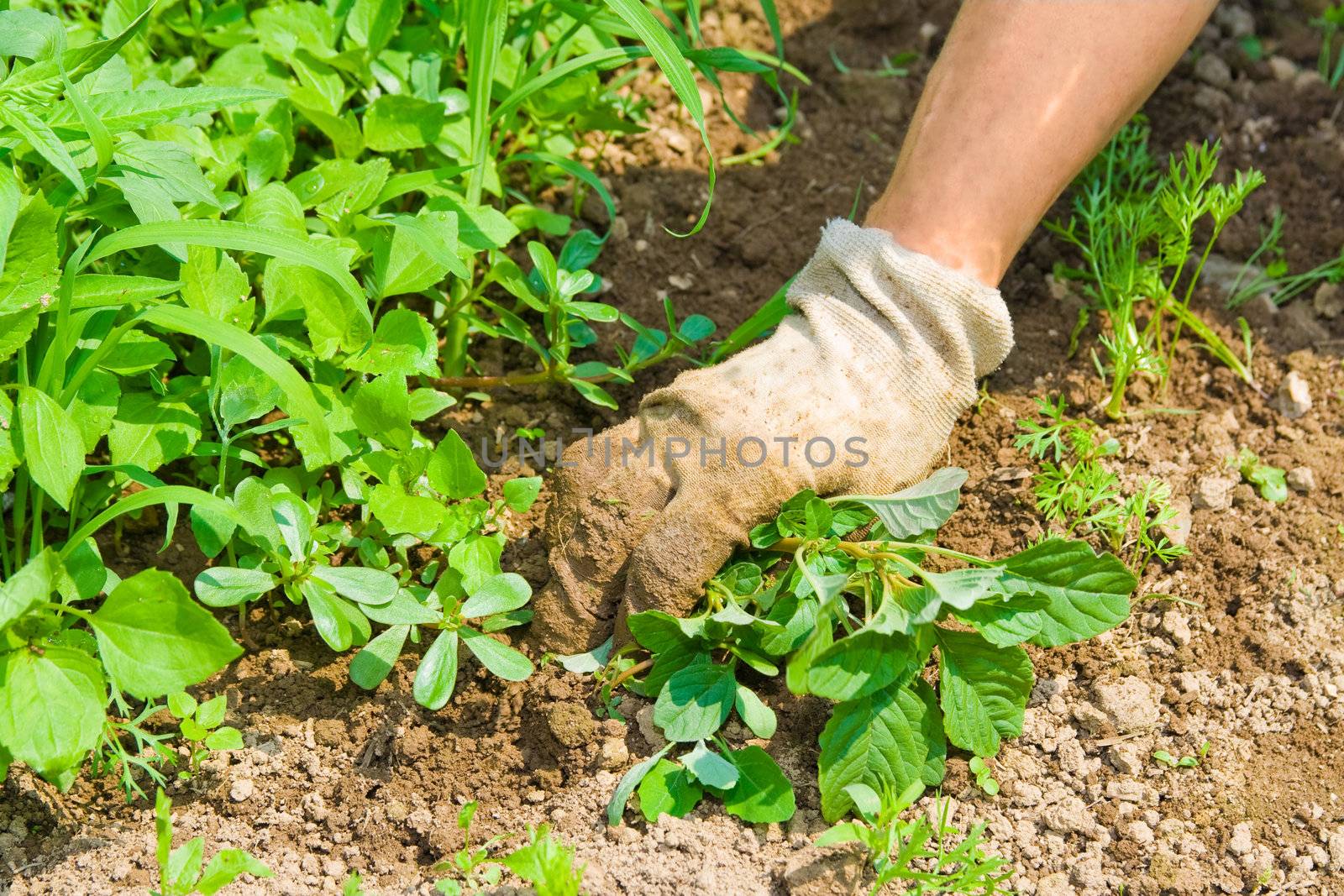 Human hand weeding garden and taking care for plants.