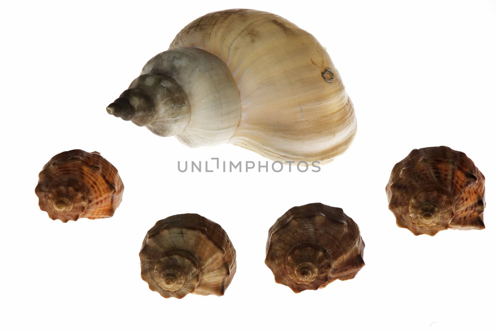 Five shells on white background