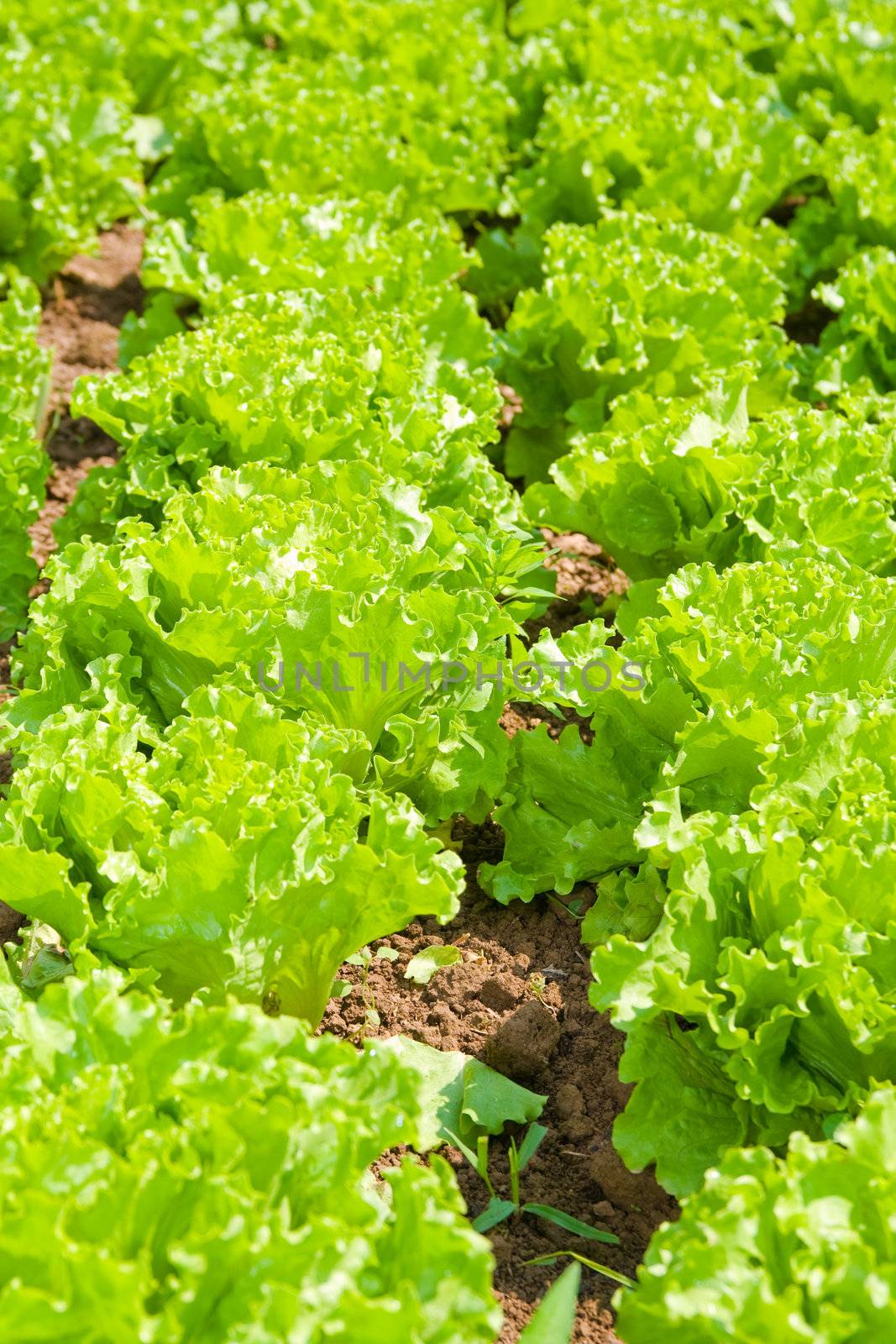 Healthy home lettuce in rows in garden.