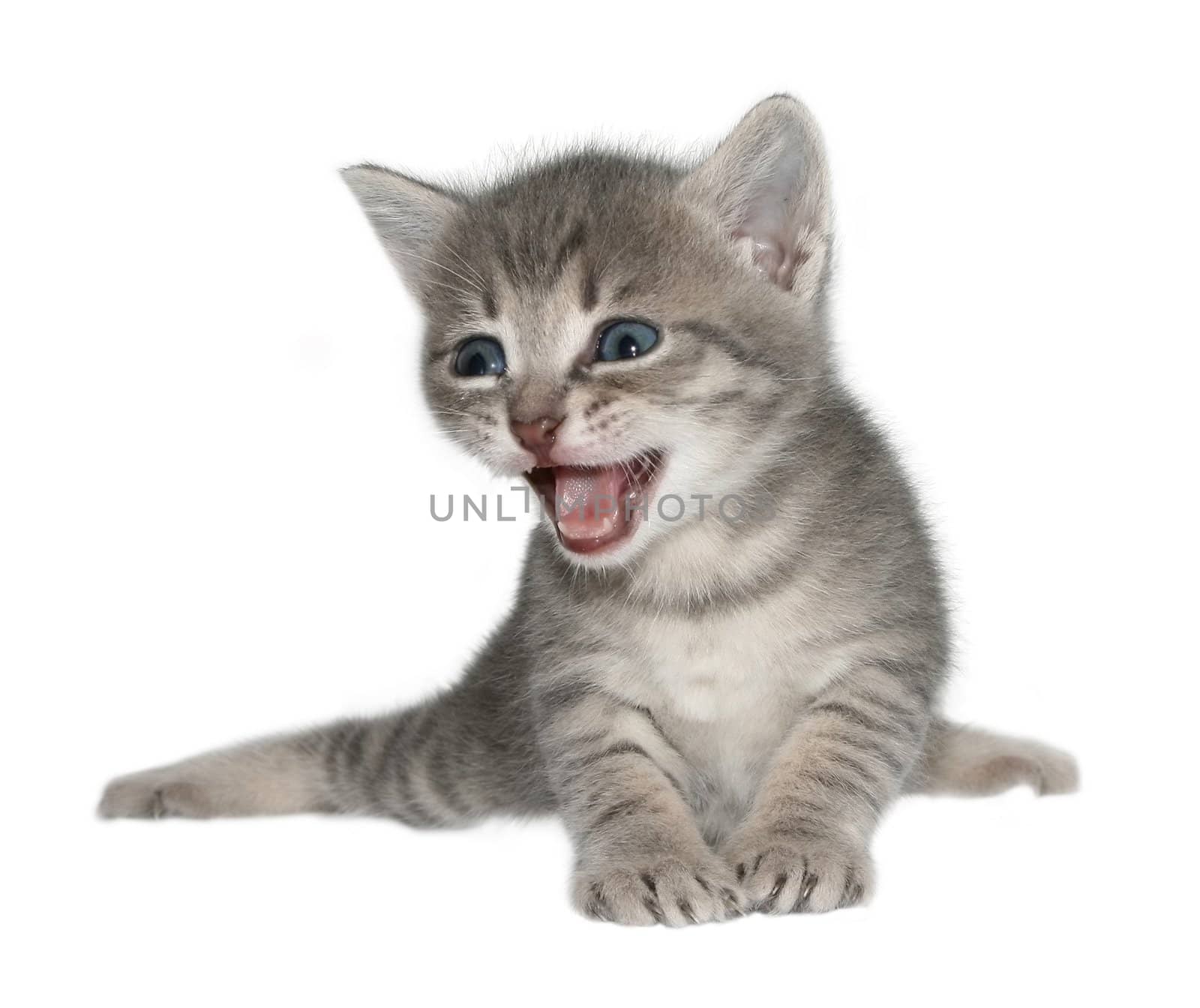 Small kitten on a white background.