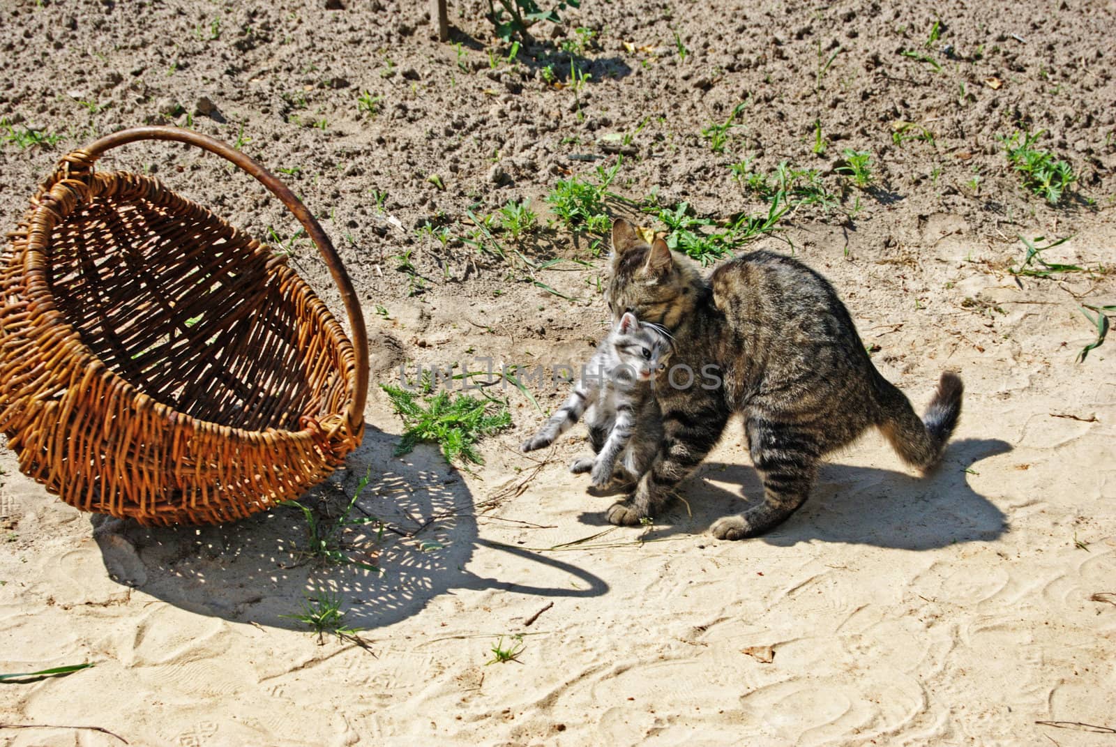 A lady-cat extracted a kitten from his native home (baskets) and takes away in more secluded place.
