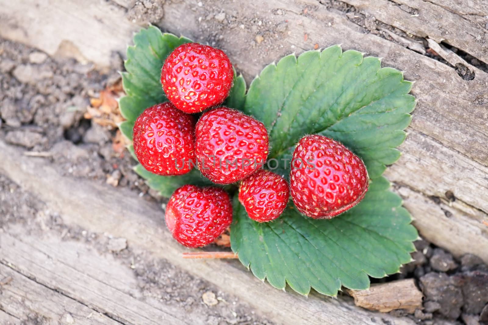 Ripe strawberries.