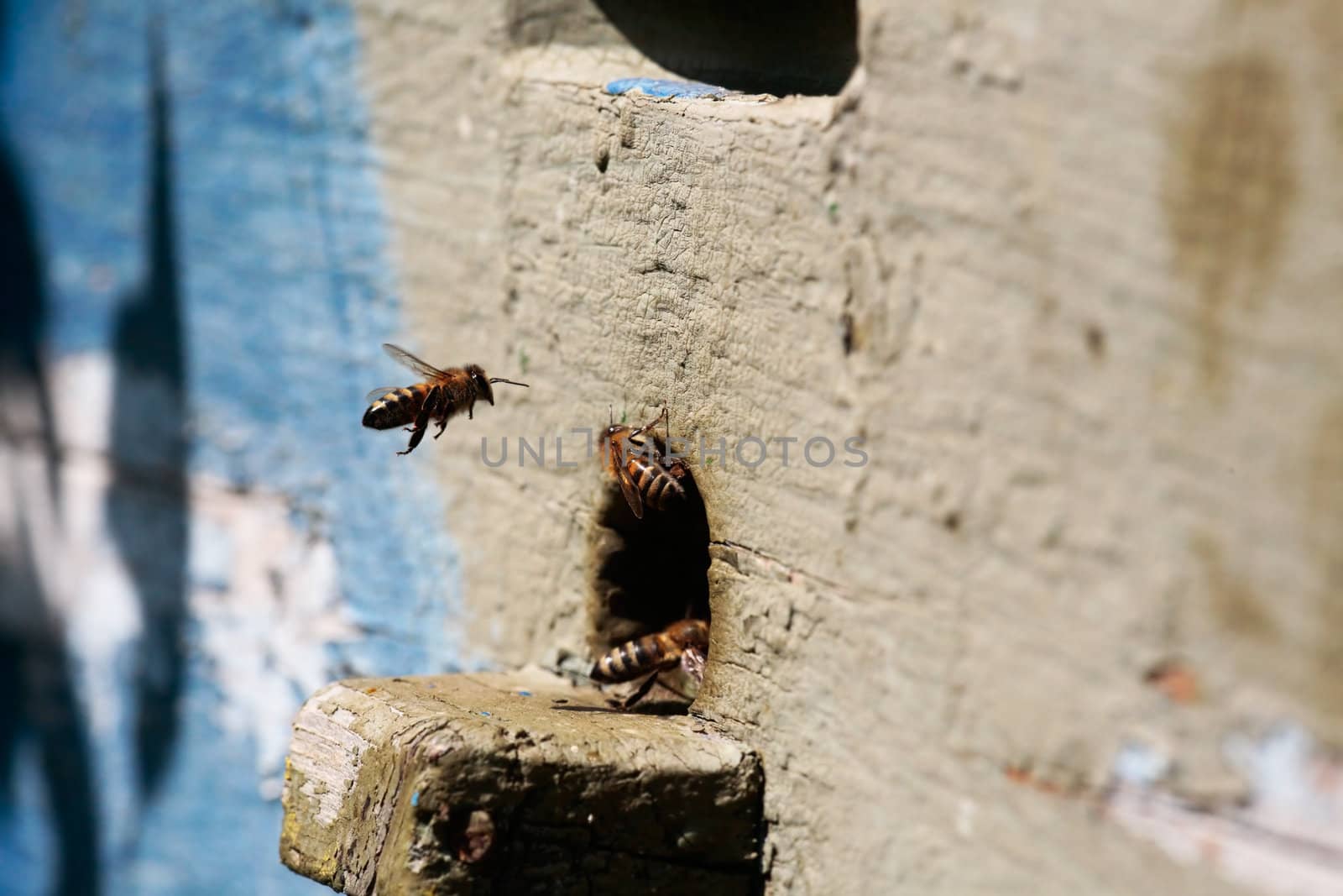 Working bees.