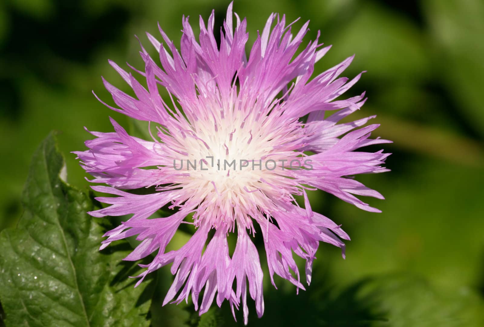 Wild a flower.