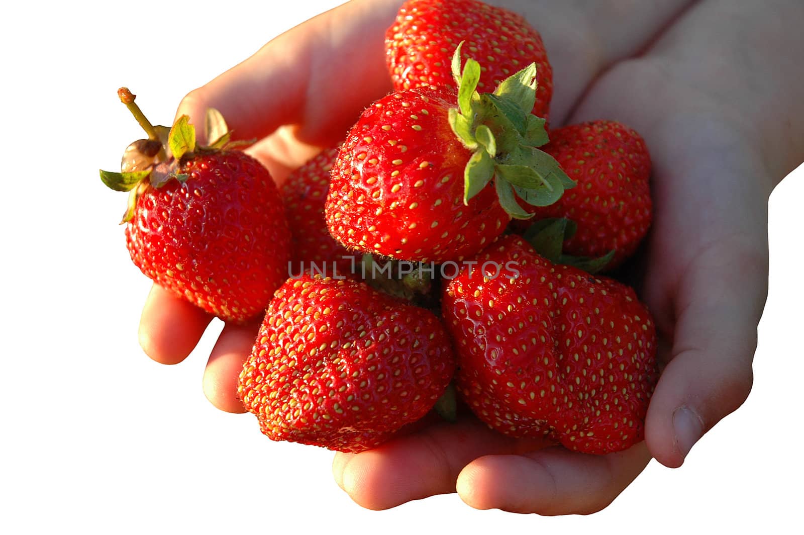 The strawberries in palm. Isolated