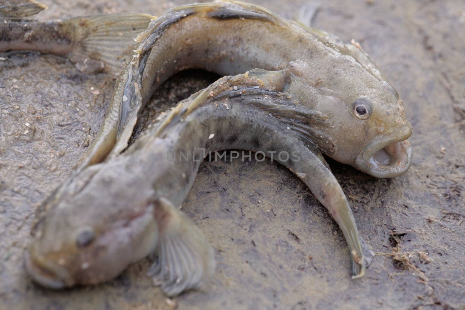 The round goby.Take.