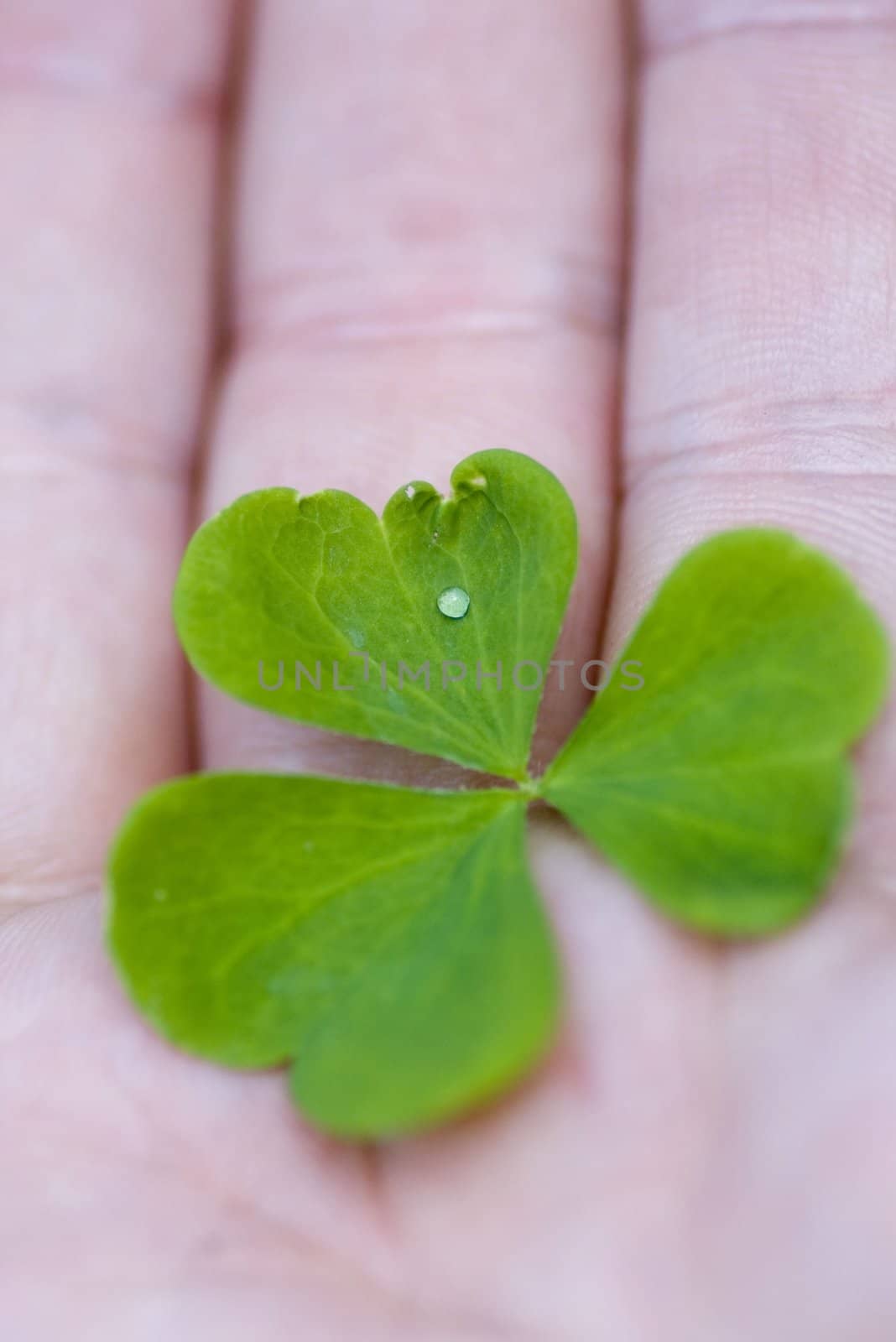 Three-leaved clover leaf on the hand