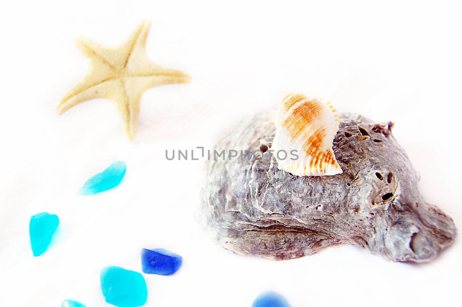 seashell collection and starfish on white