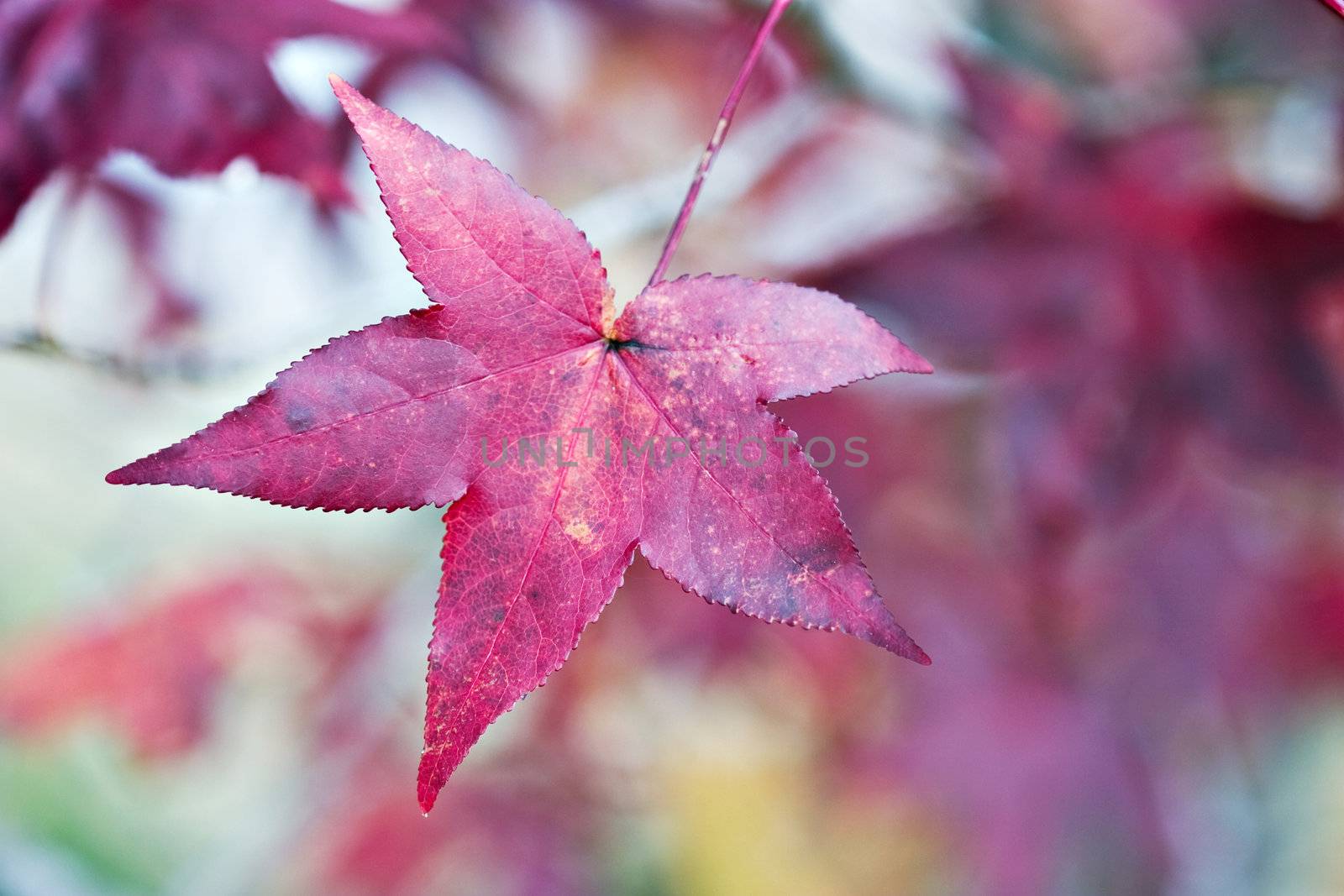 American Sweetgum Leaves in Autumn Color
