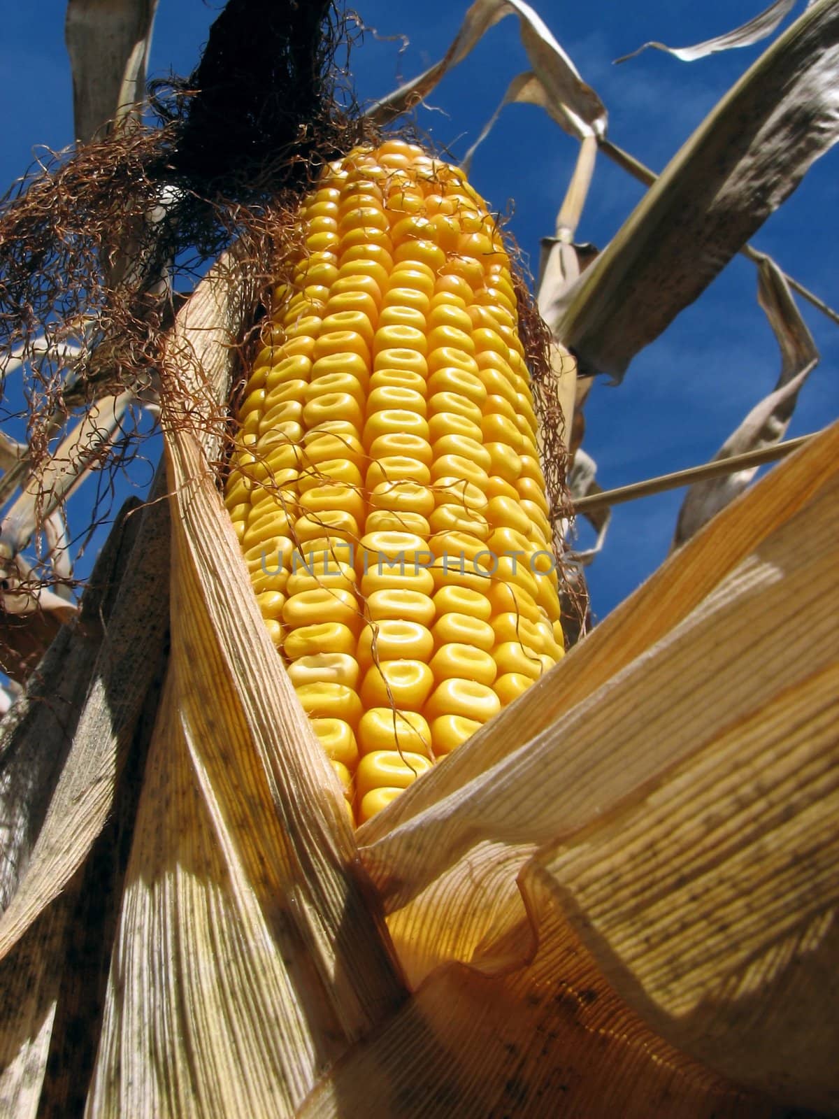 Golden corn in the cornfield on the blue sky background.