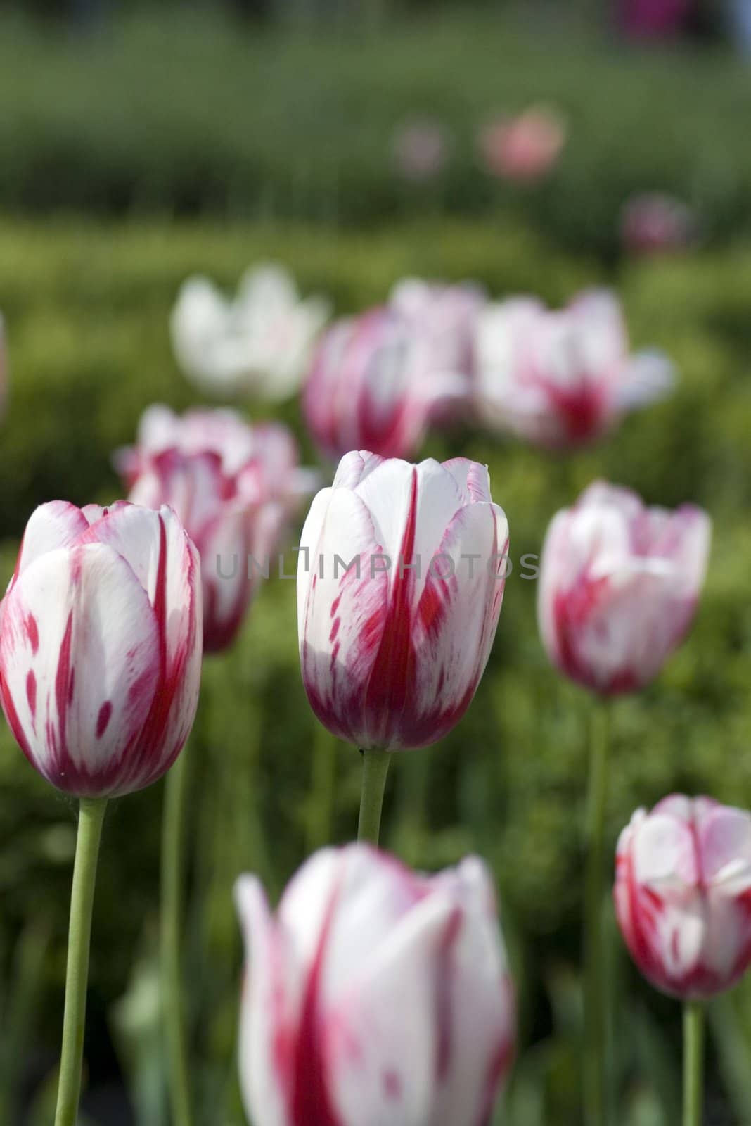  White and rose tulip on green plant