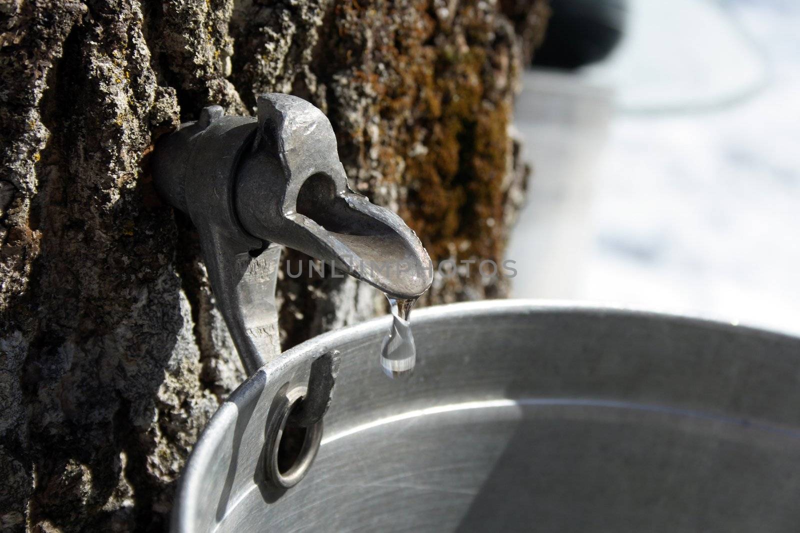Droplet of maple sap flowing from tap on a trunk of a maple tree into a pail to produce maple syrup.