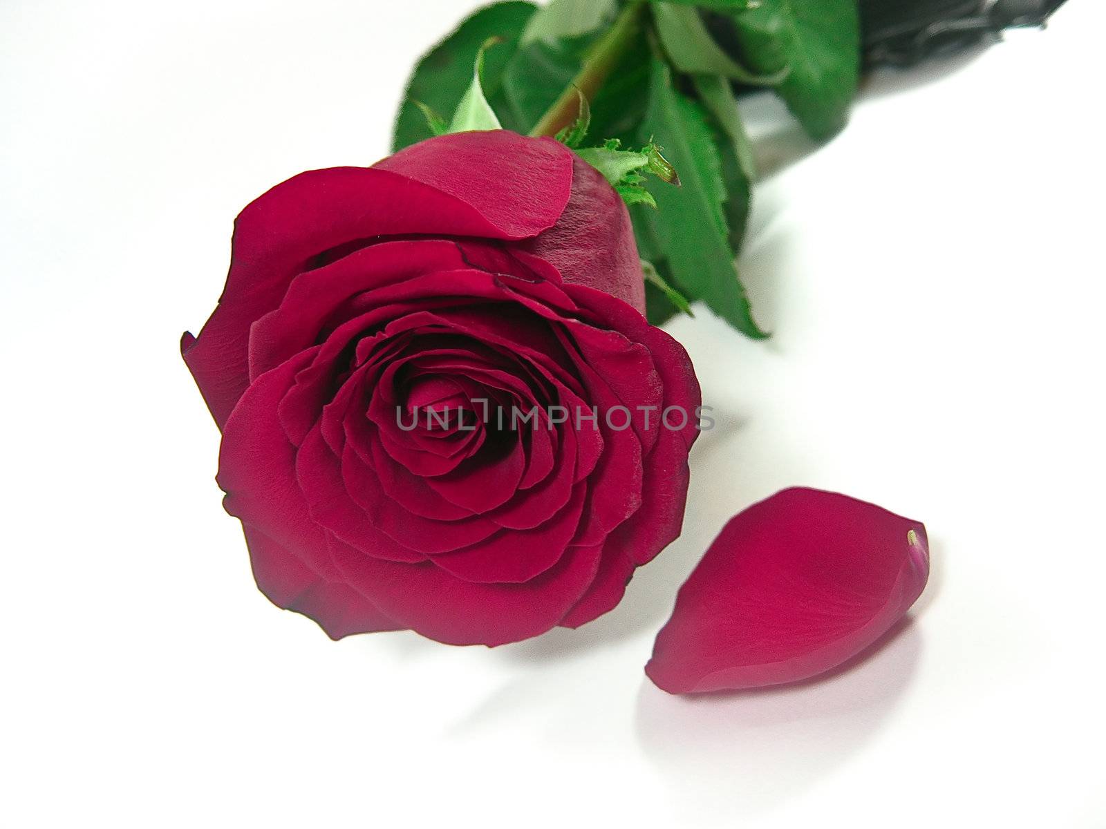 Scarlet Rose, fallen petals on a white background