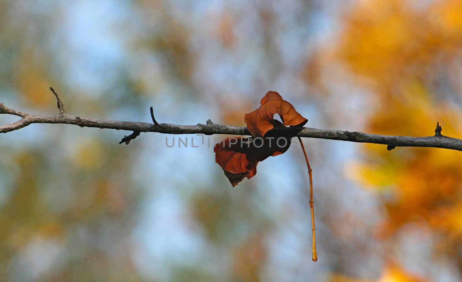 Autumn leaf on branch, blue sky background