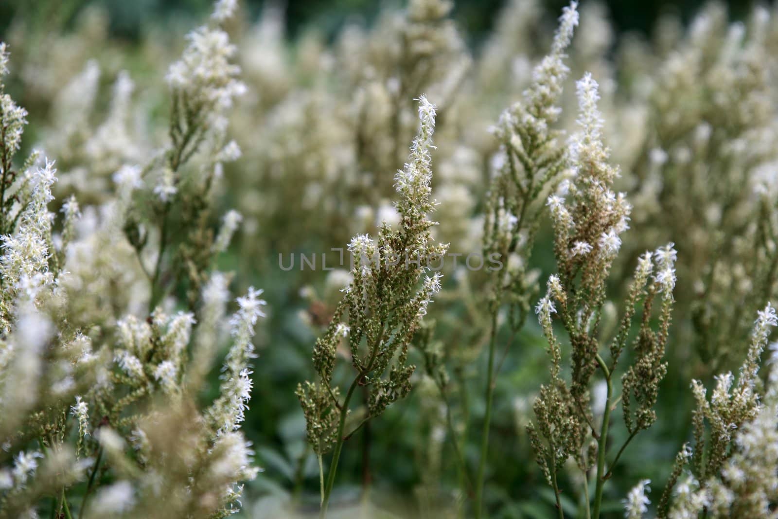 Fluffy flowering herbs by anikasalsera