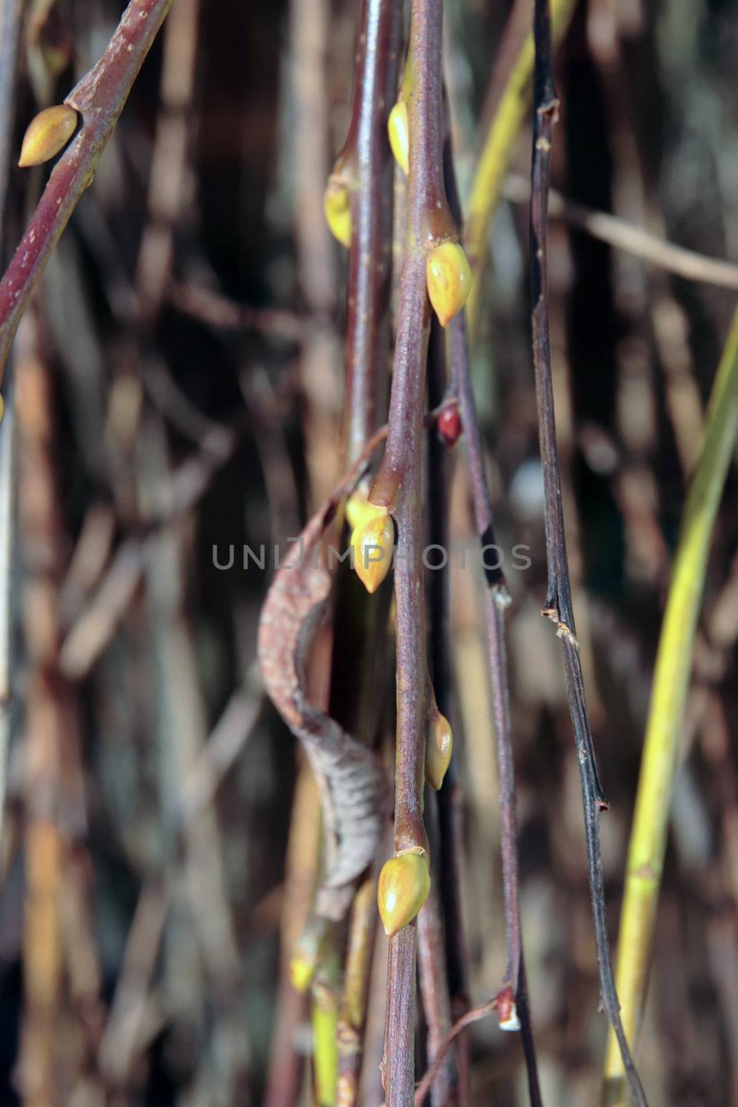 willow twigs budding and near time for growth