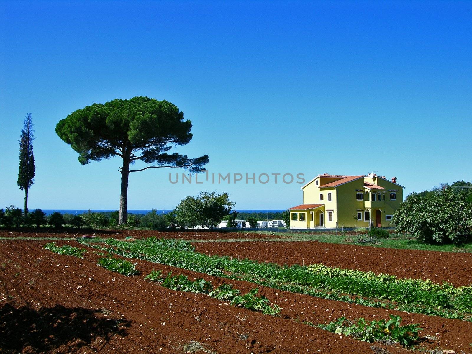 single homestead with a stone-pine