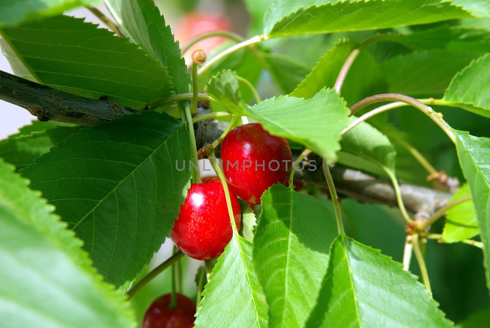 Cherry by FotoFrank