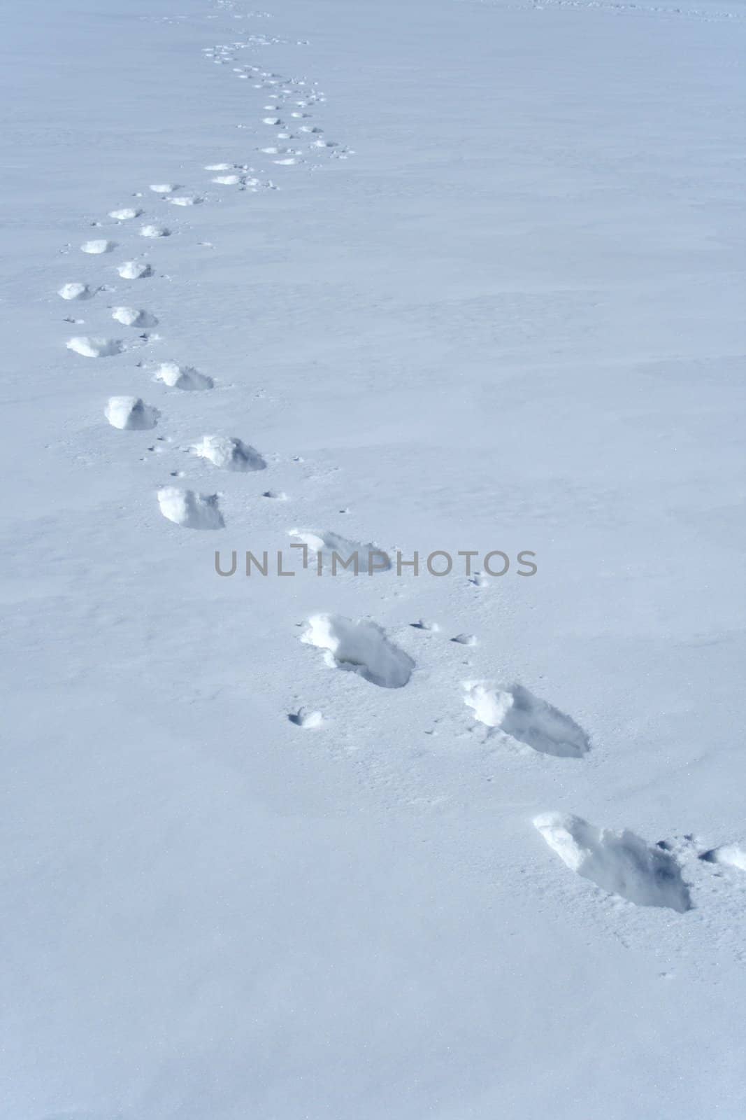 Footprints in the snow making a wavy path.