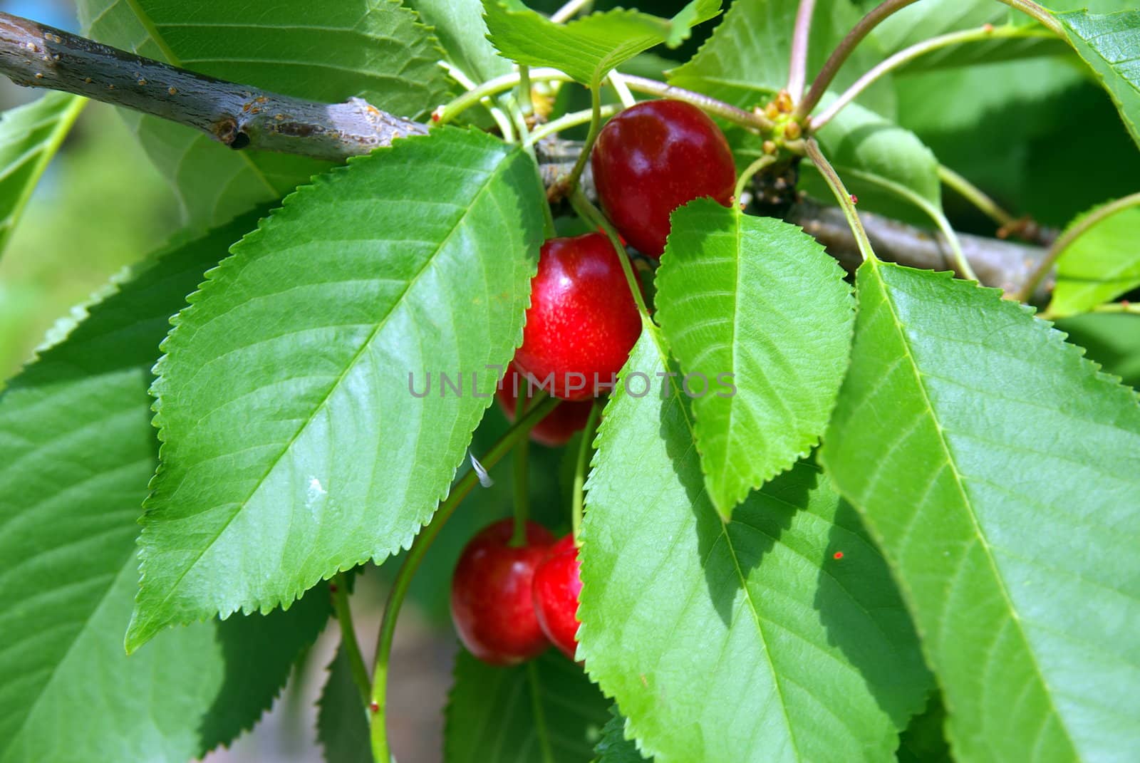 Cherry by FotoFrank