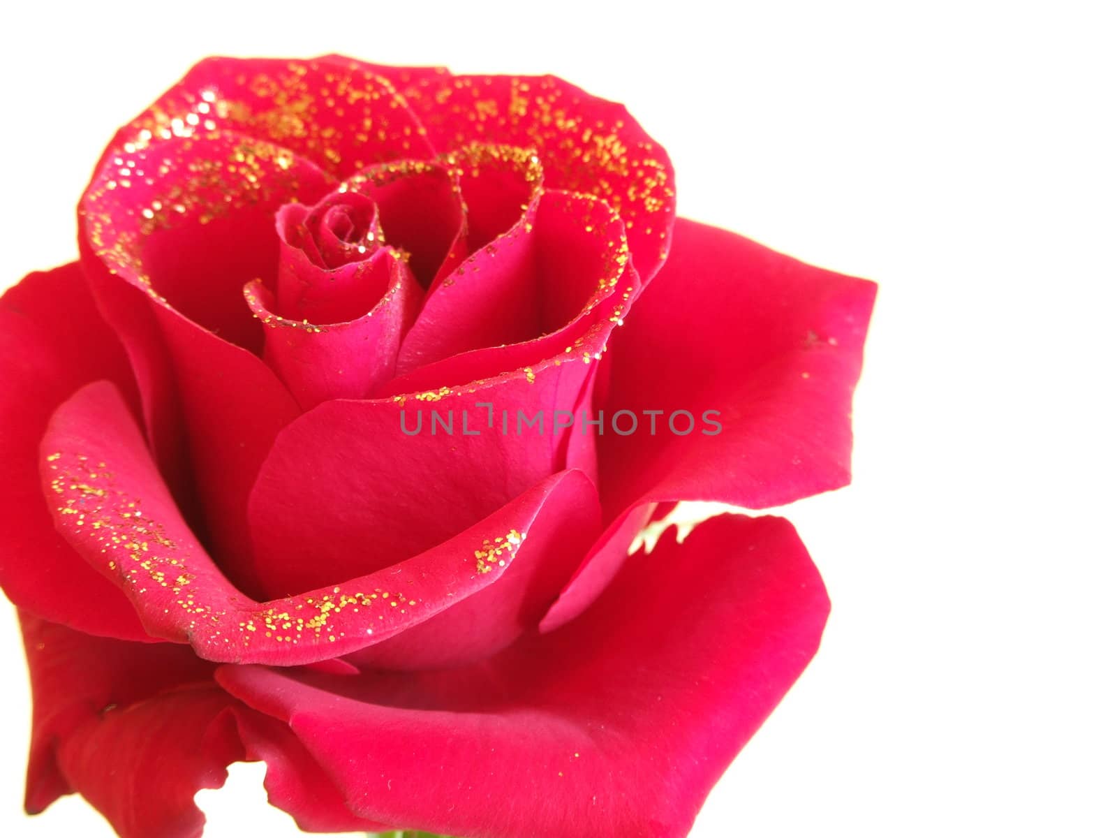 Red rose covered with golden brocade - closeup.